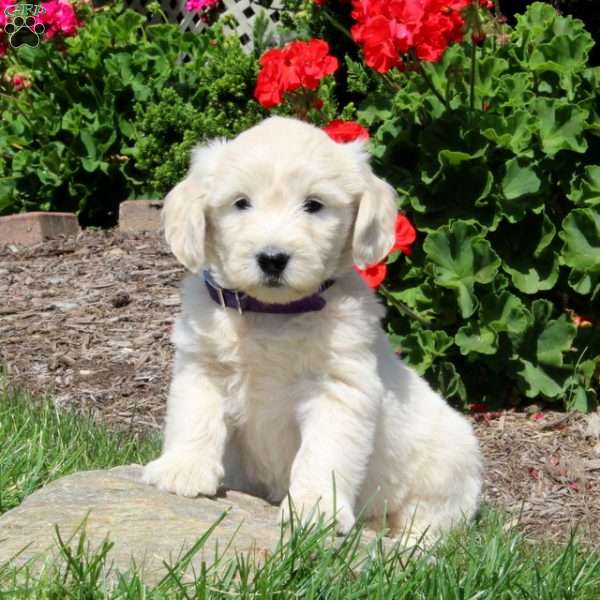 Kirsten, Mini Goldendoodle Puppy